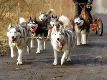 一群雪橇犬图片