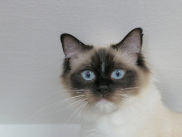 可爱呆萌猫咪图片