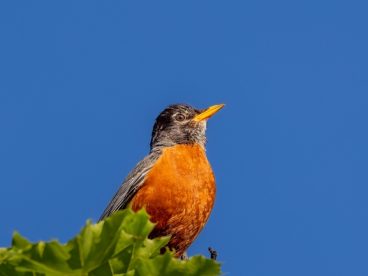 野生橙腹知更鸟图片