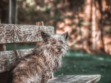 老山小猎犬图片