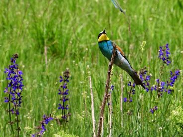食蜂鸟摄影图片