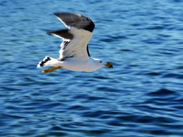 飞越大海的海鸥图片