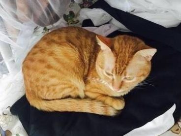 中华田园猫，也一样可以萌