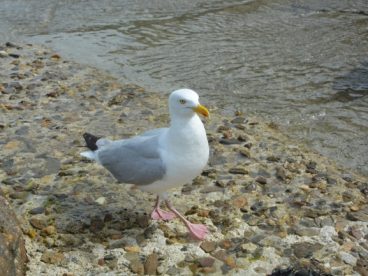海边行走的海鸥图片