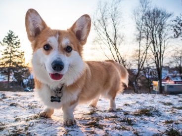 可爱柯基狗图片