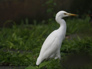 野生黄嘴白鹭摄影图片