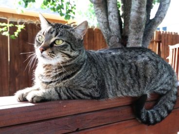 灰色家养猫图片