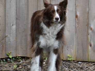 站在木板前的边境牧羊犬图片