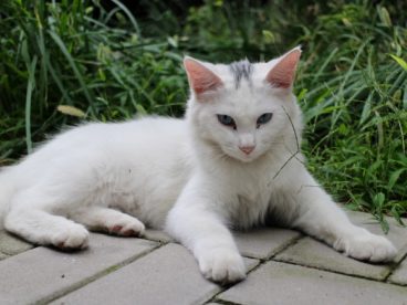 白色基蒂猫图片