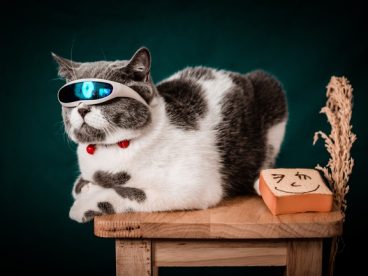 可爱呆萌喵星人写真图片