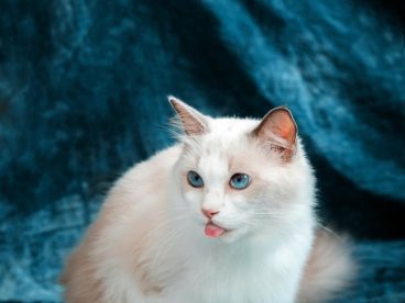 白色小萌猫写真摄影图片