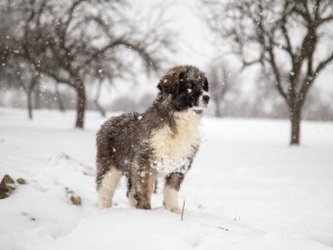 冬季下雪天狗狗图片