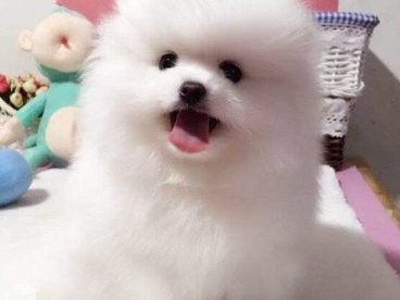 可爱聪明伶俐活泼小博美犬/呲牙