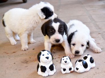 幼崽小狗狗可爱图片