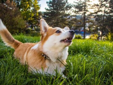 草地彭布罗克威尔士柯基犬图片