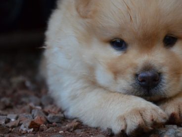 可爱松狮犬图片