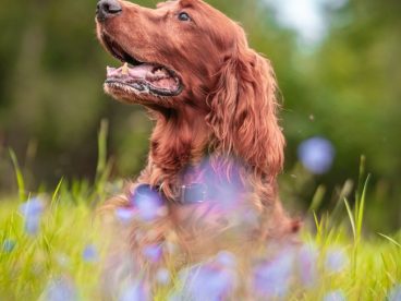 爱尔兰长毛猎犬草丛嬉戏图片