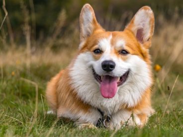 柯基犬小狗图片