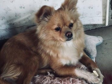 回新家了，坐车特别乖，还不吵不闹由我抱着它，它还会看外面的风景，哈哈哈，小家伙