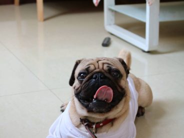 巴哥,表情六连拍，毫无压力