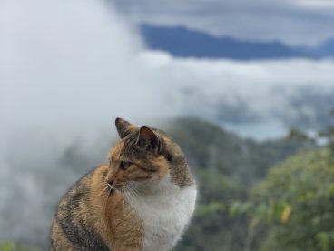 孤傲小肥猫图片
