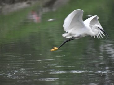 飞翔的白鹤图片