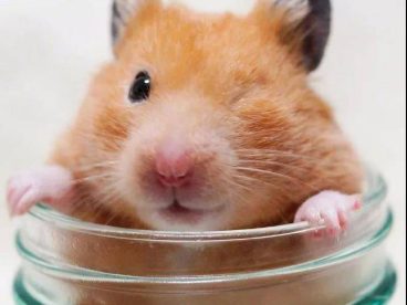 仓鼠这个好奇的小眼神，萌化了