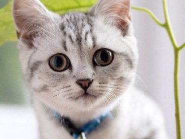 猫咪