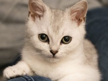 超萌宠物小猫咪图片