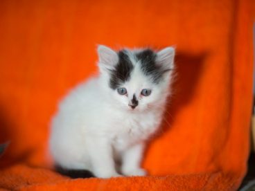 白色可爱宠物猫图片