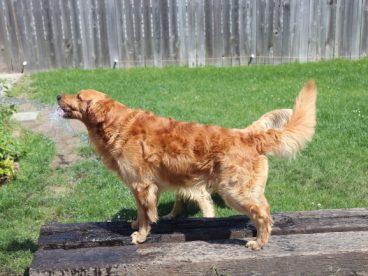 纯种金毛成犬图片