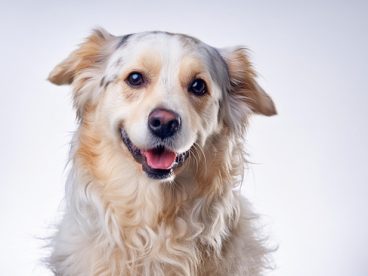 白色金毛猎犬写真摄影图片