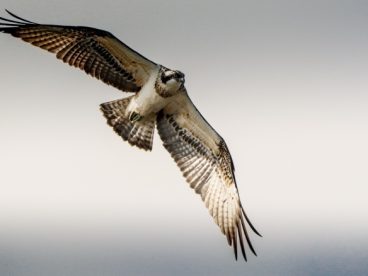 飞翔的鱼鹰图片