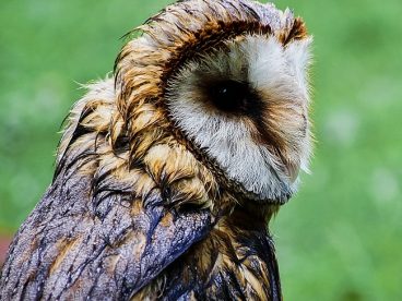 野生长耳鸮摄影图片