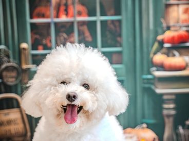 可爱比熊犬万圣节主题写真图片