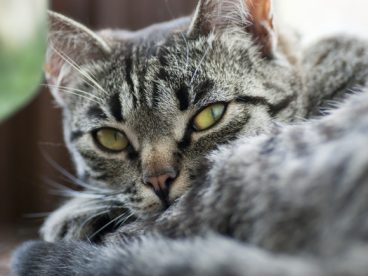 高清宠物猫素材图片