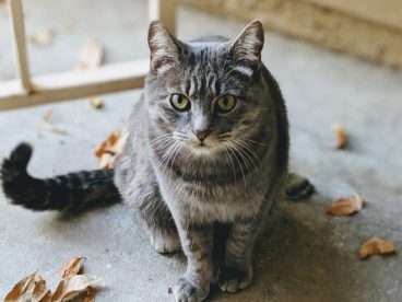 灰色狸花猫图片