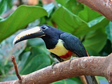 中国大嘴鸟图片