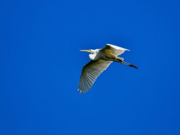 苍鹭高空飞行图片