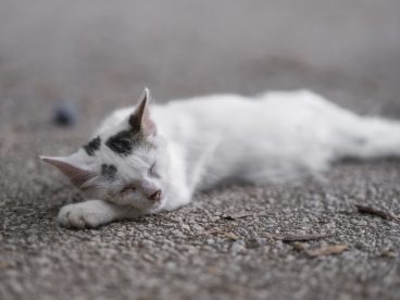 躺在地上闭着眼睛睡觉的小猫图片