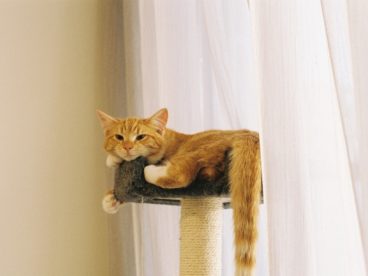 中华田园橘猫图片