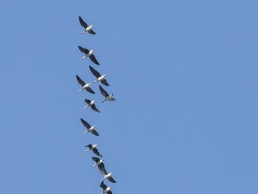 蓝色天空上南飞的大雁图片