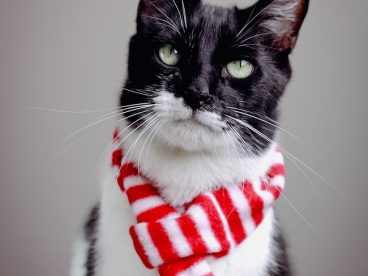 黑白相间可爱萌猫摄影图片