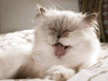 喜马拉雅猫图片