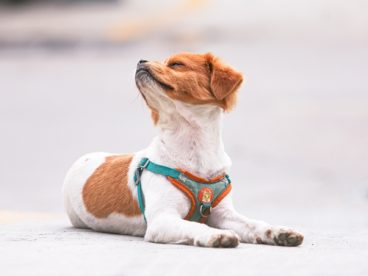 可爱小型萌犬狗狗图片