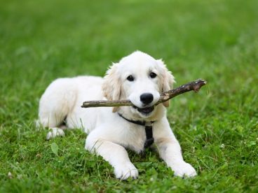 趴在绿色草地上的白色金毛犬图片