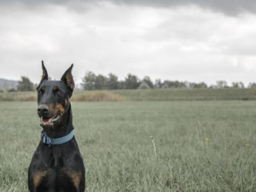 杜宾犬立耳图片