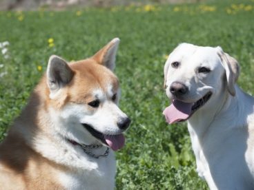 拉布拉多和秋田犬图片