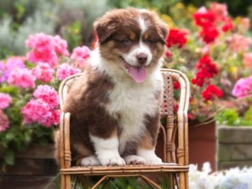 可爱小圣伯纳犬图片