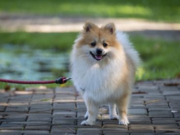 博美犬宠物狗图片